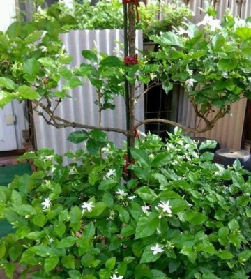 茉莉栽培季节