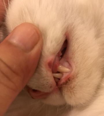 猫猫出现口炎吃不了东西