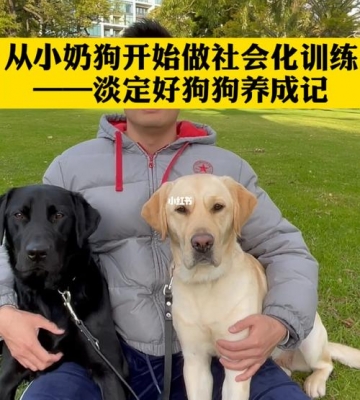 小狗的社会化训练