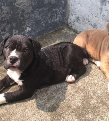 斯坦福犬幼犬如何训练