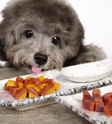 泰迪犬不爱吃东西怎么办