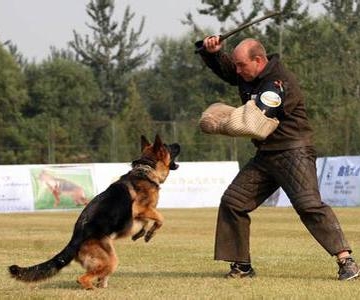 工作犬怎么训练