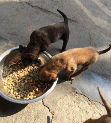 马犬怎么训练成猎狗