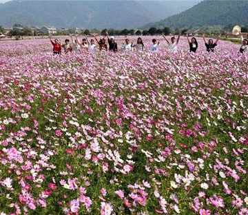 波斯菊花田的栽培