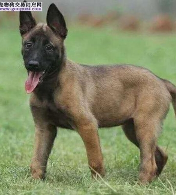 训练马犬趴下口