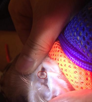 猫耳朵里都是脏东西怎么回事