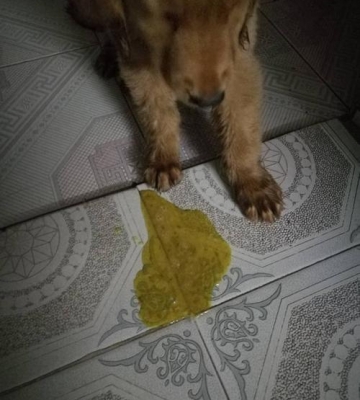 狗吃东西一会就吐出来了怎么办