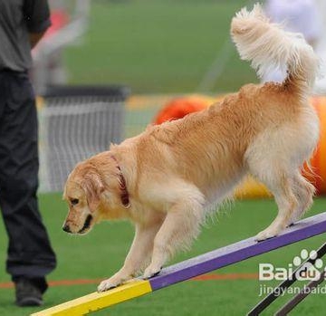 金毛幼犬训练秘诀