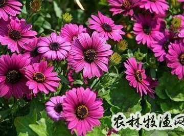 花卉反季节栽培
