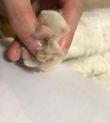 猫脚趾有粘东西怎么弄下来