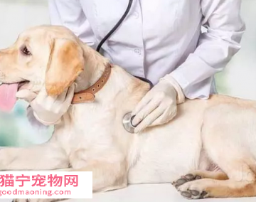 狗狗绝育吃东西注意啥