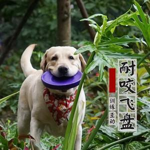 训练拉布拉多接飞盘吗