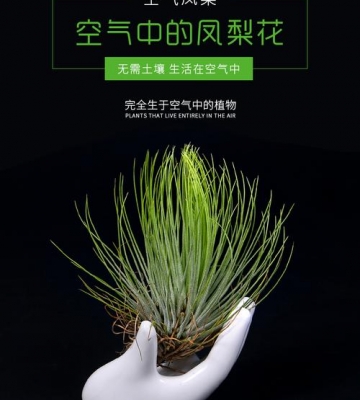 空气草栽培