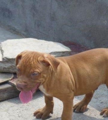 怎样训练比特幼犬