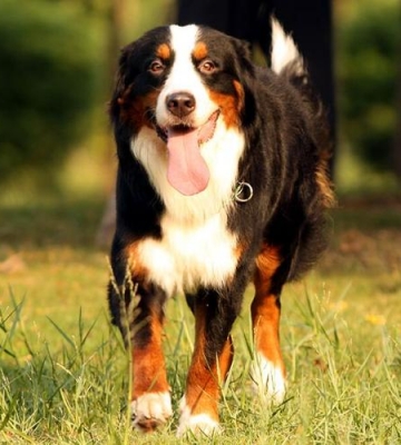 伯恩山犬怎么训练它