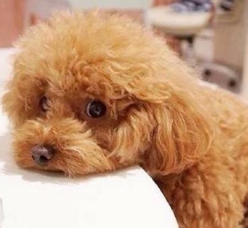 泰迪狗感冒不吃东西怎么办啊