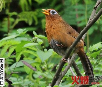 如何训练画眉鸟鸣唱