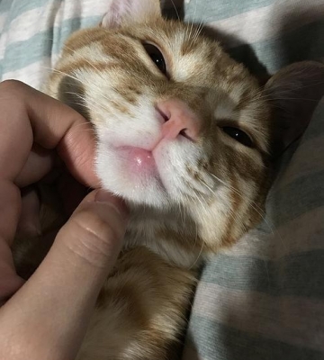 猫嘴受伤了怎么吃东西
