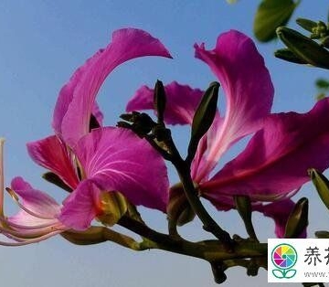 紫荆花的栽培与养护管理介绍