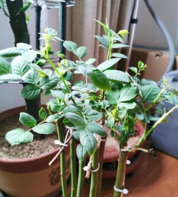 月季花的栽培变化生长