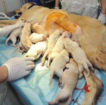 狗狗流产了要注意什么东西