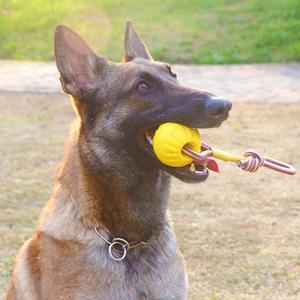 训练马犬狗的工具