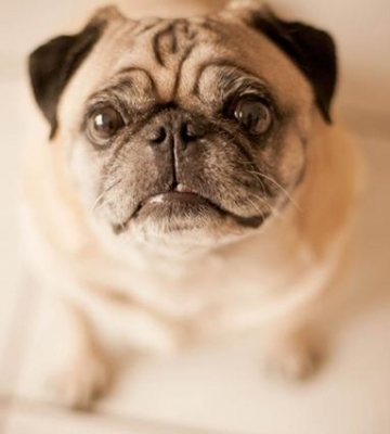 怎么样训练八哥犬