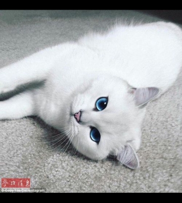 英国短毛猫特殊训练技巧