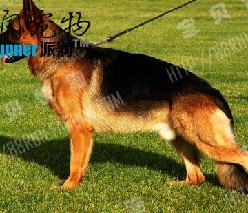训练德牧的工具