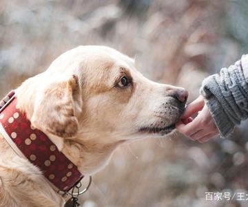 狗狗十年了要注意什么东西