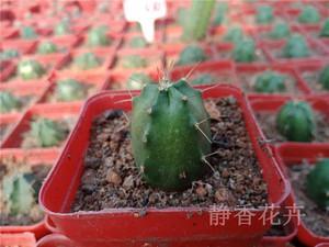 宇宙殿仙人掌栽培技术