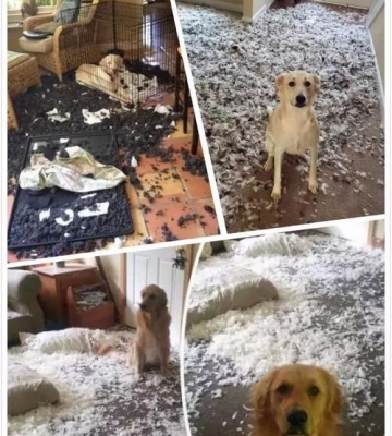 狗狗破坏东西