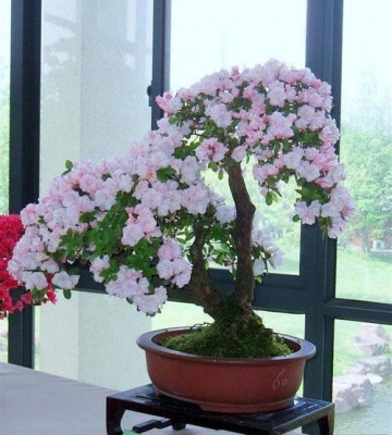盆景栽培大全欣赏