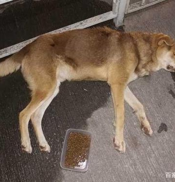 狗狗死了说些什么东西吗