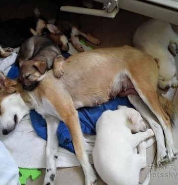 狗怀孕要生狗准备什么东西