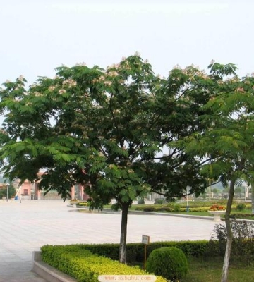 合欢树栽培技术