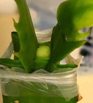 下水道水管栽培蟹爪兰
