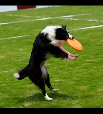 飞盘犬训练哪家好