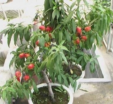 盆景桃树速成栽培技术