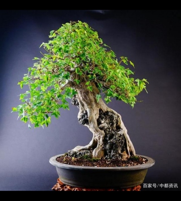浅盆盆景注意事项
