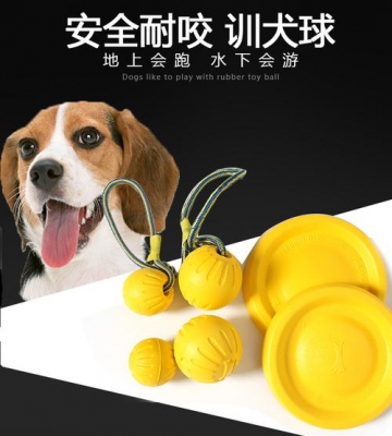 训犬必备哪些东西