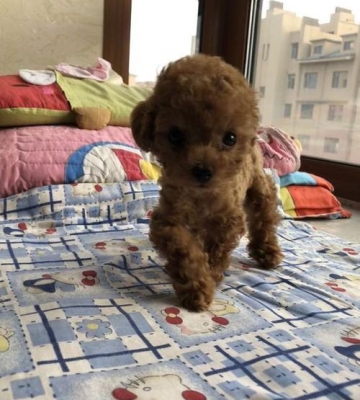 两个月泰迪训练课