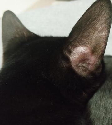 小猫耳朵有黑色东西怎么办