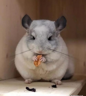 刚买的龙猫不吃东西一直叫