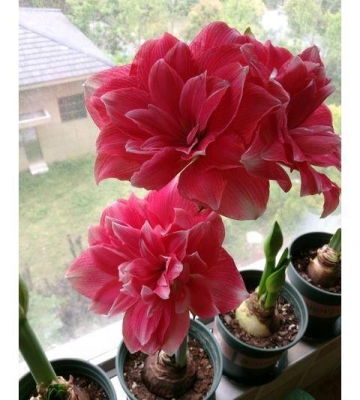 朱顶红怎么栽培