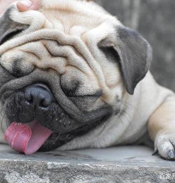 如何训练八哥犬不乱叫