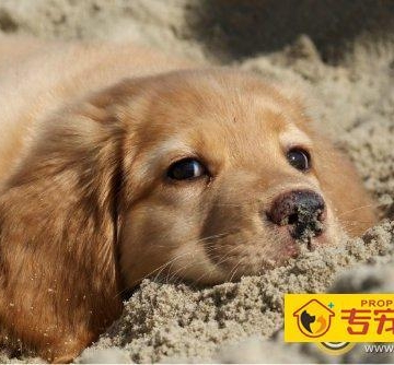 小金毛老是乱吃东西