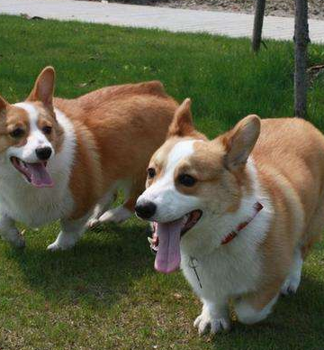 柯基犬训练哪些内容