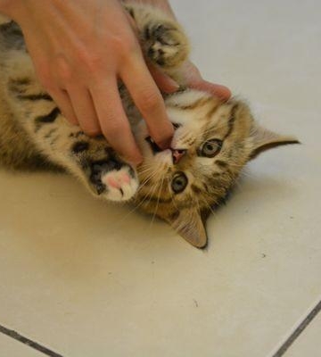 怎么不让猫咬东西