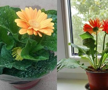 盆栽非洲菊栽培技术